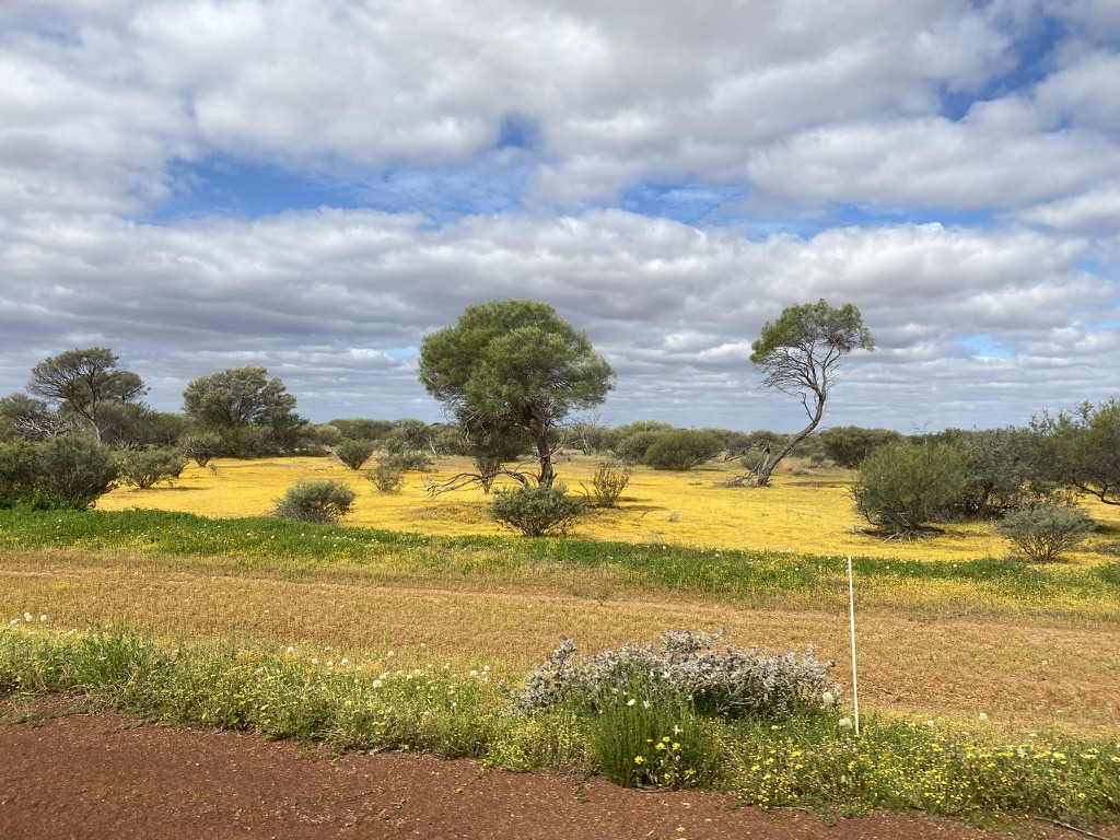 Grass Tree Governance Western Australia Country Landscape